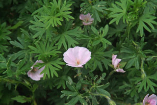 Geranium sanguineum var. striatum  bestellen